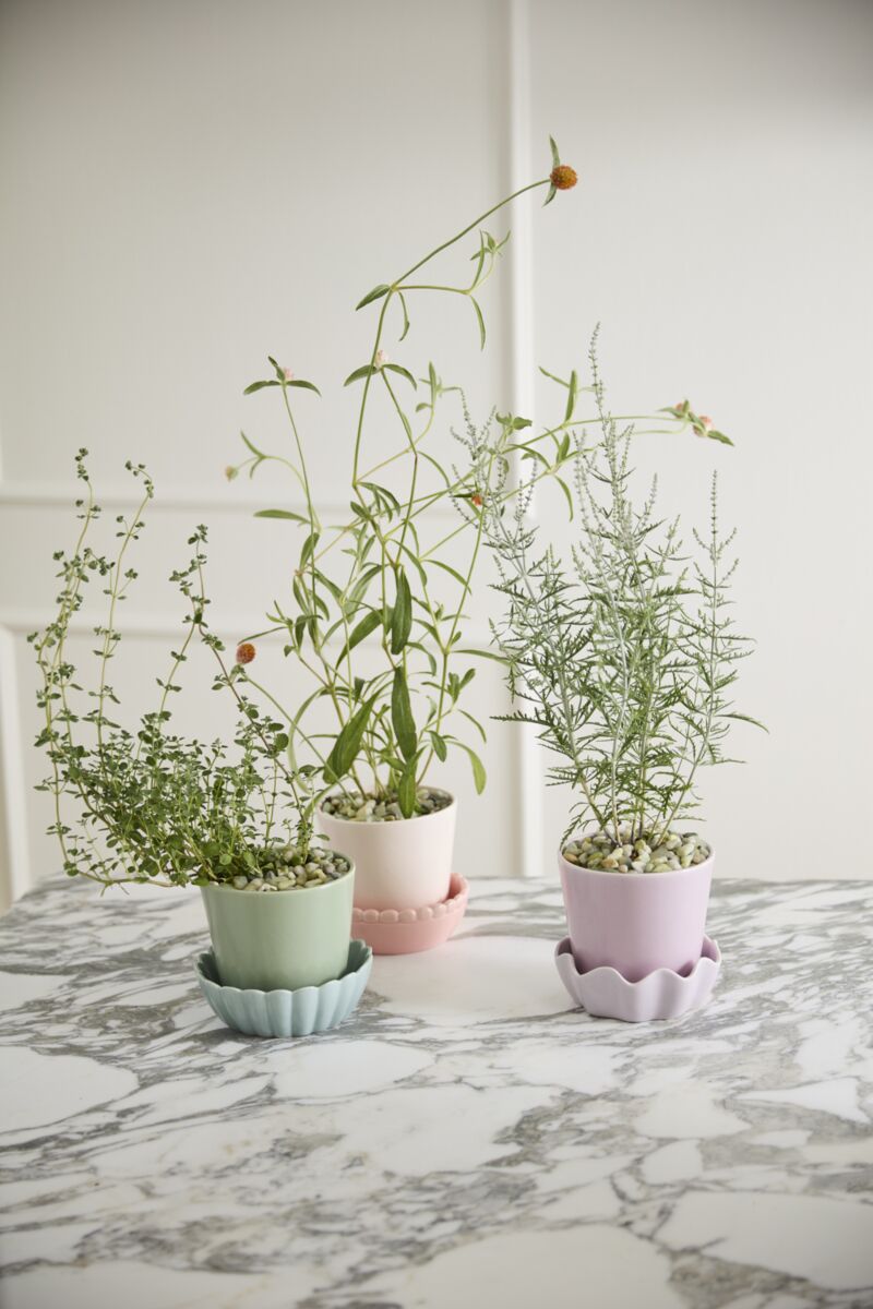 Pot Springvale - Alma Plantes