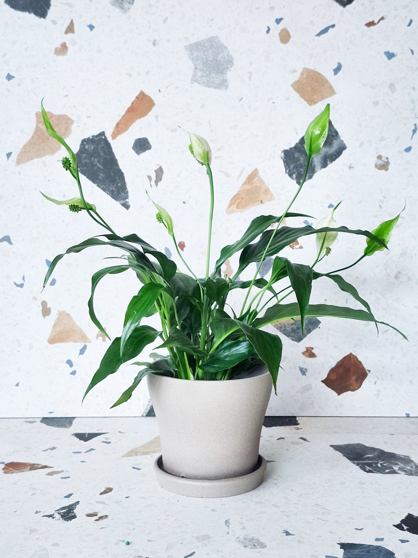 Pot taupe avec soucoupe - Alma Plantes