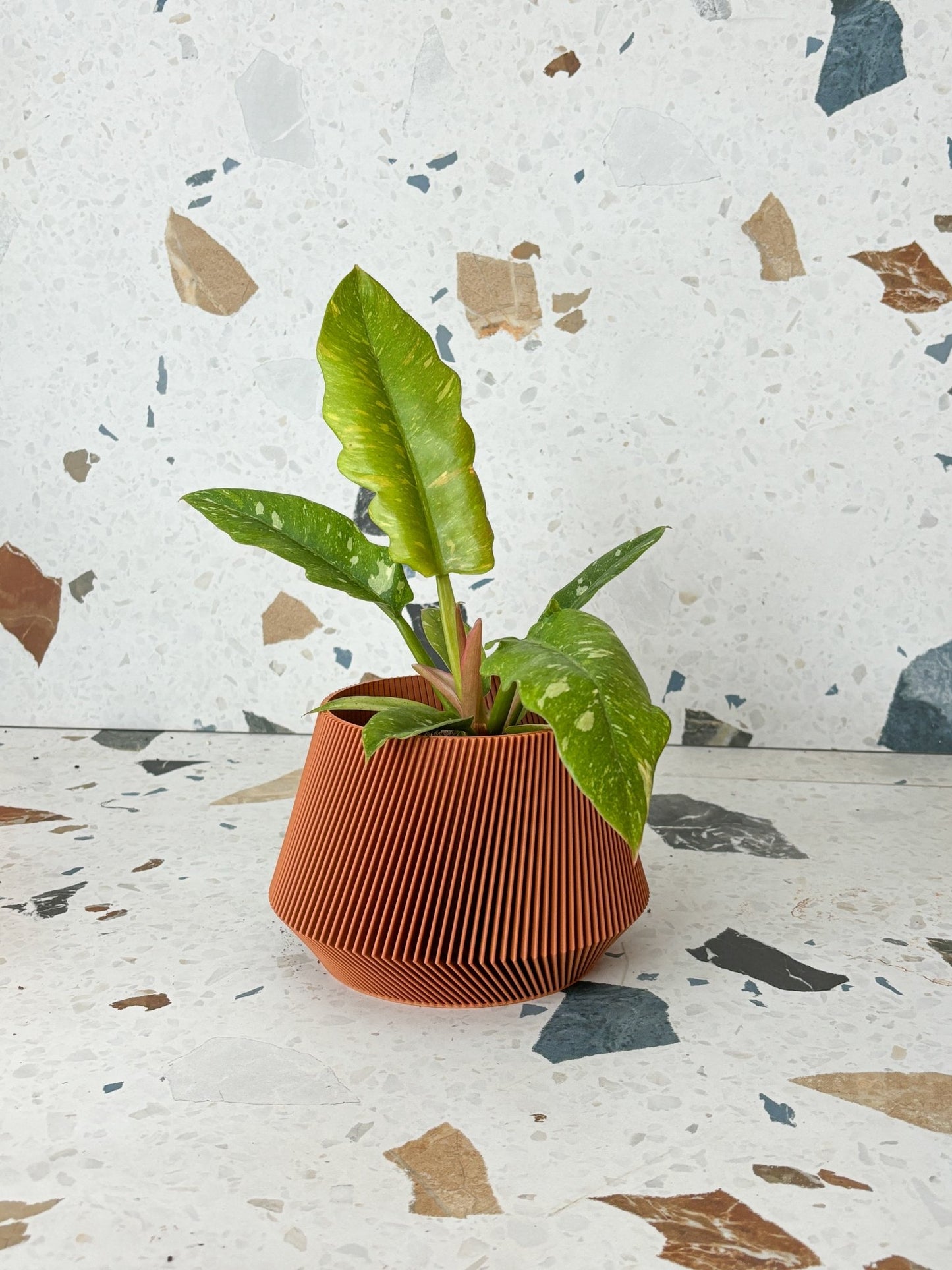 Prisma (Philodendron) - Alma Plantes