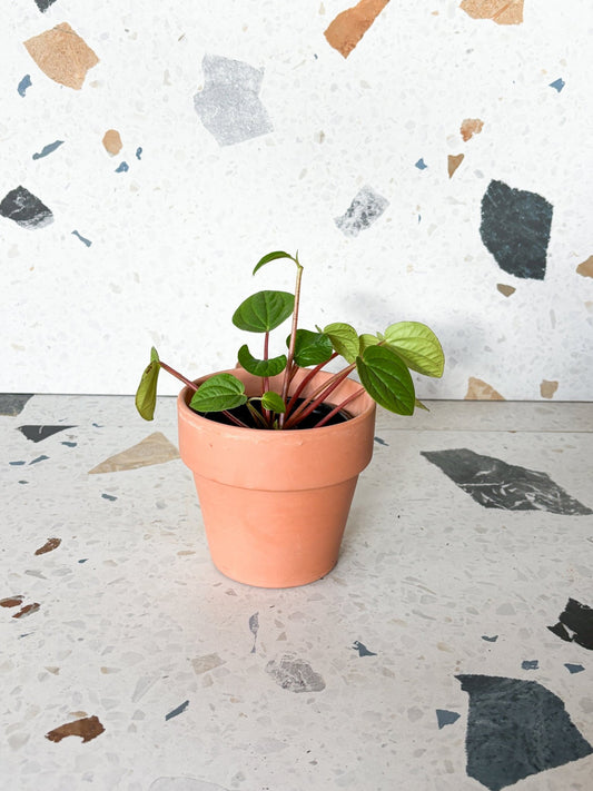Rana (Peperomia) - Alma Plantes