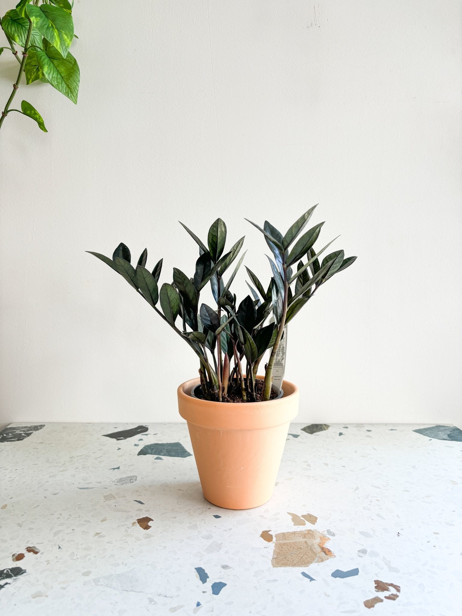 Raven (Zamioculcas) - Alma Plantes