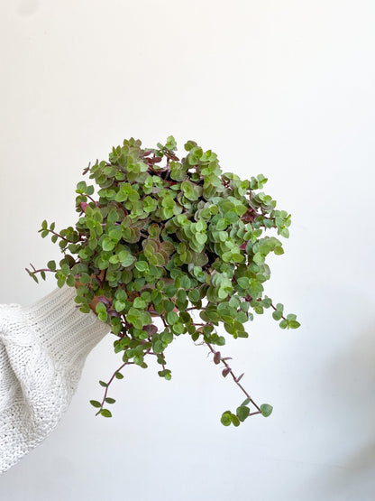 Rea (Callisia) - Alma Plantes