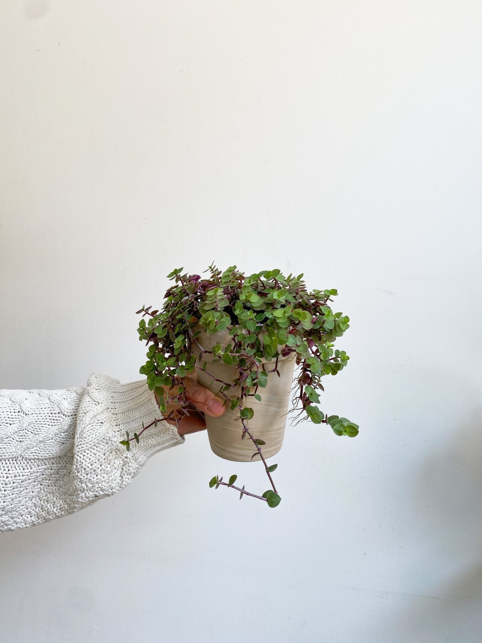 Rea (Callisia) - Alma Plantes