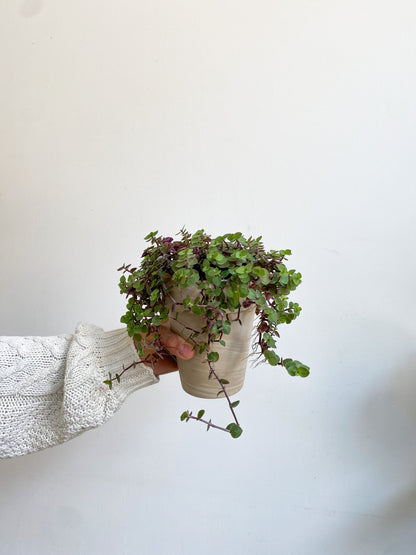 Rea (Callisia) - Alma Plantes