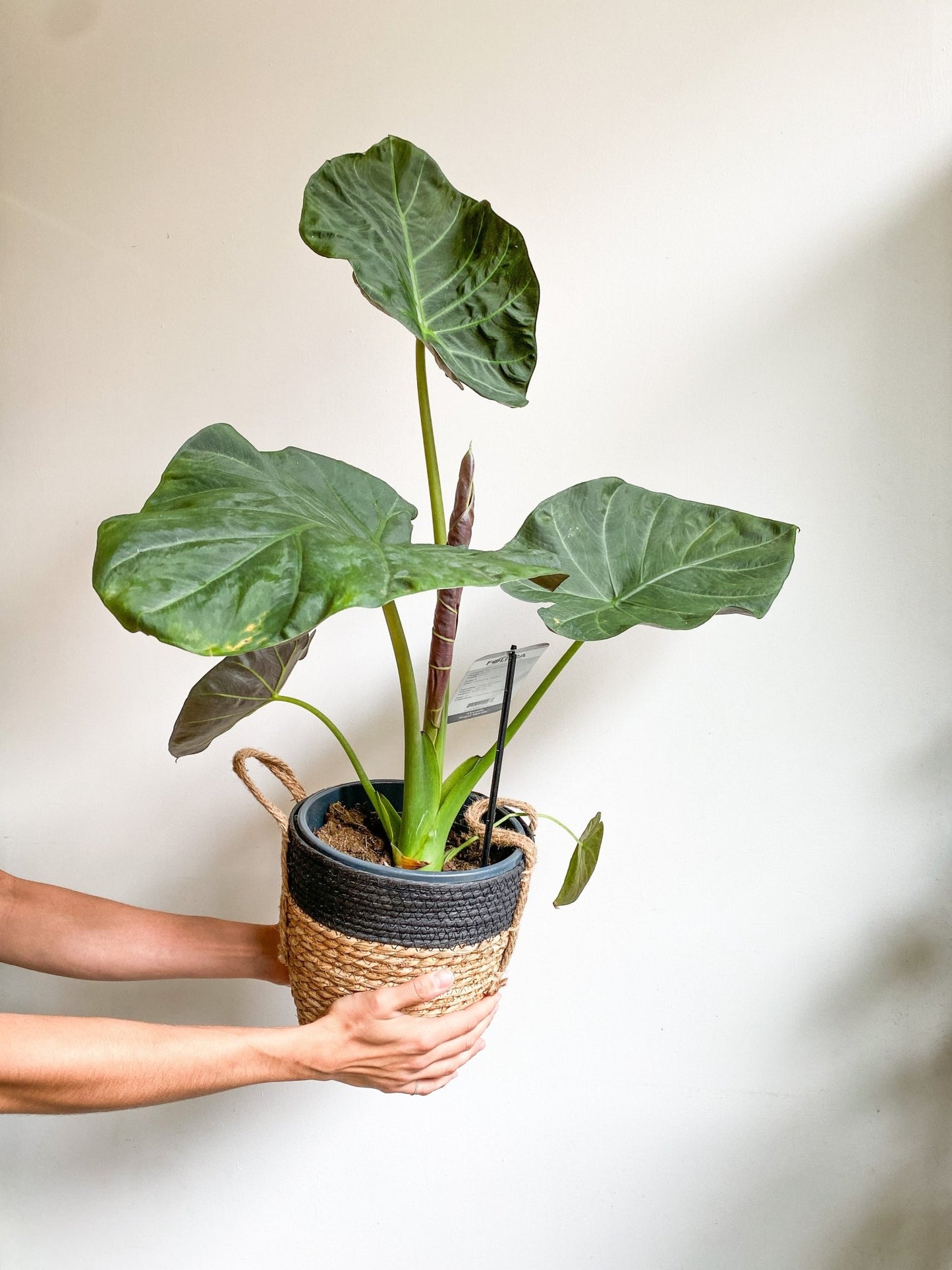 Regina (Alocasia) - Alma Plantes