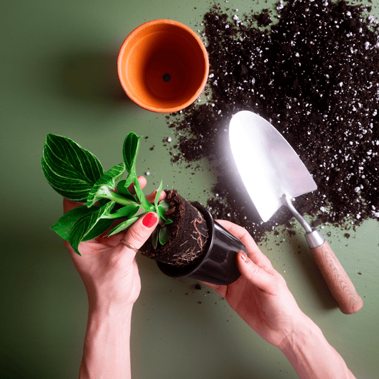 Rempotage et bouturage 101 - Alma Plantes