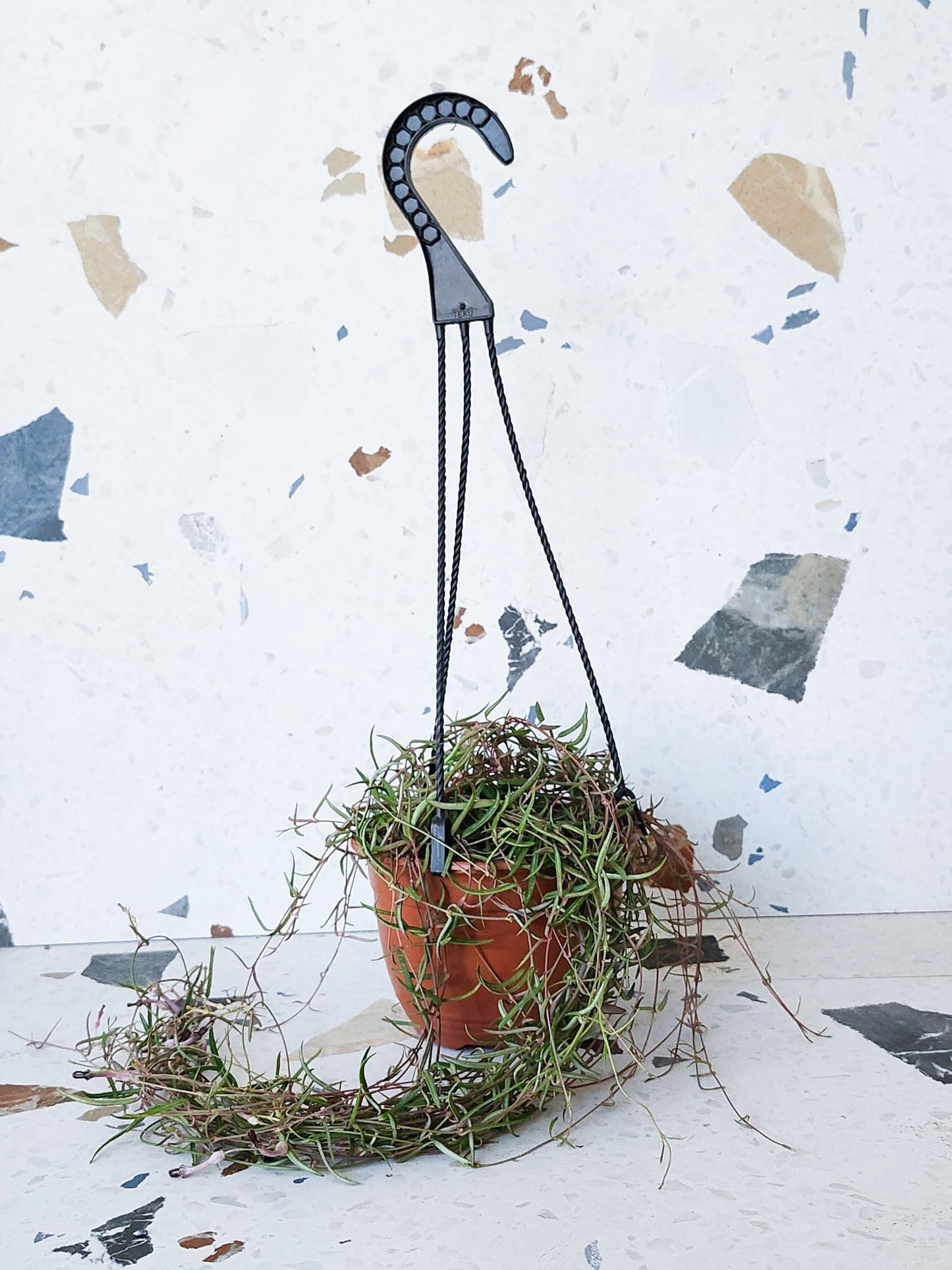 Rhys (Ceropegia) - Alma Plantes