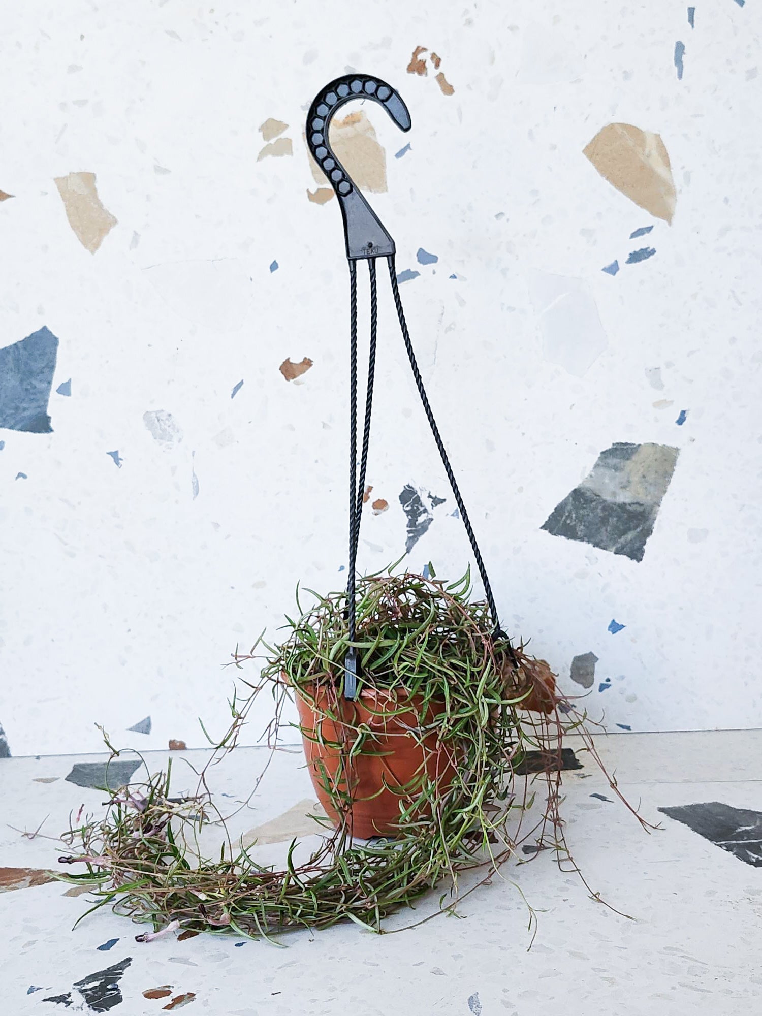 Rhys (Ceropegia) - Alma Plantes