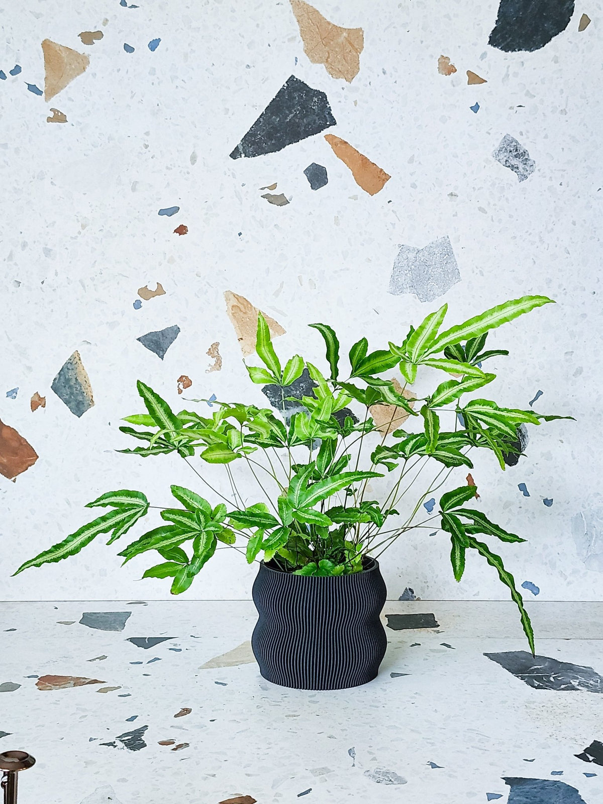 Ribbon (fougère) - Alma Plantes