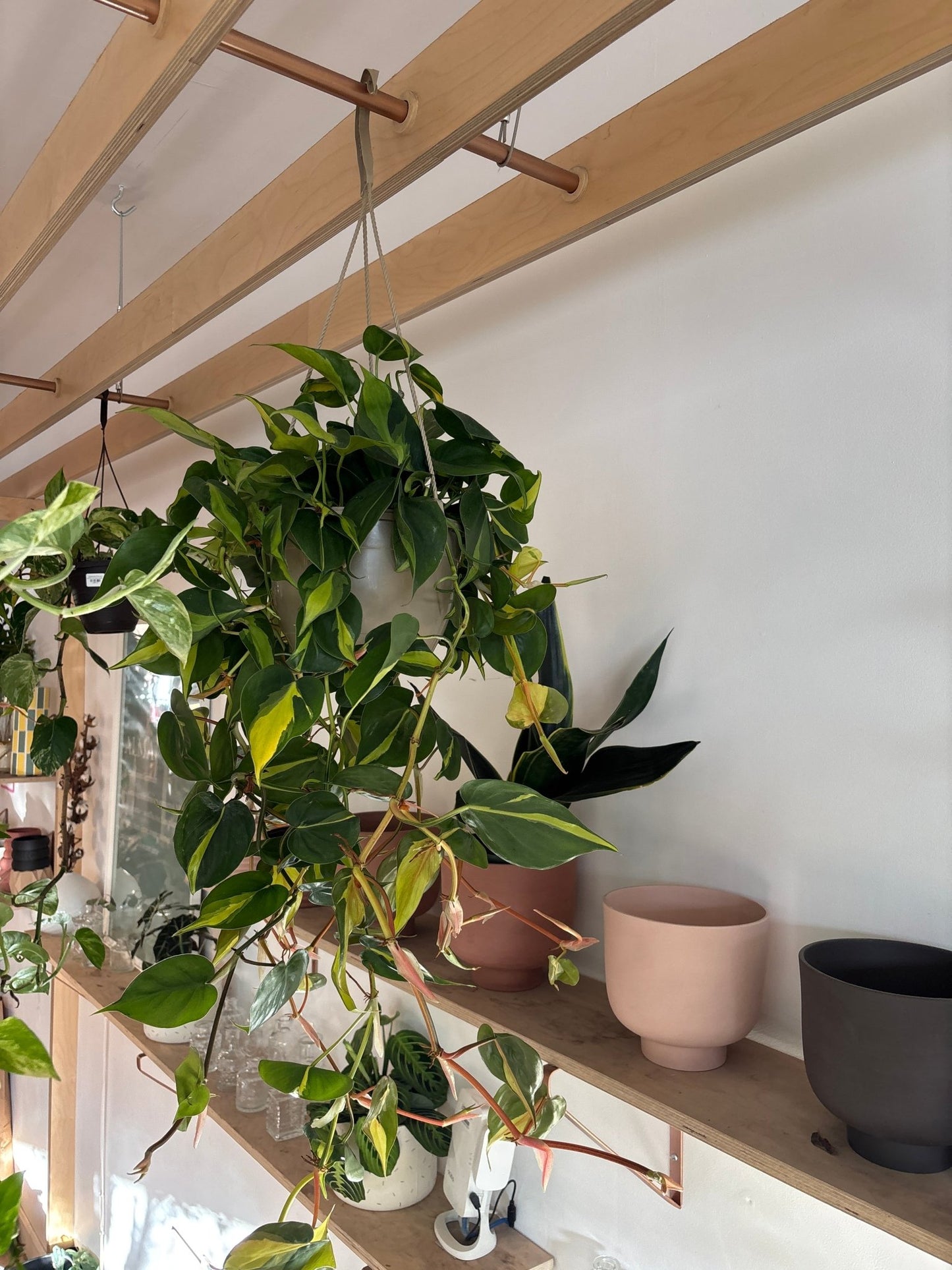 Rio (Philodendron) - Alma Plantes