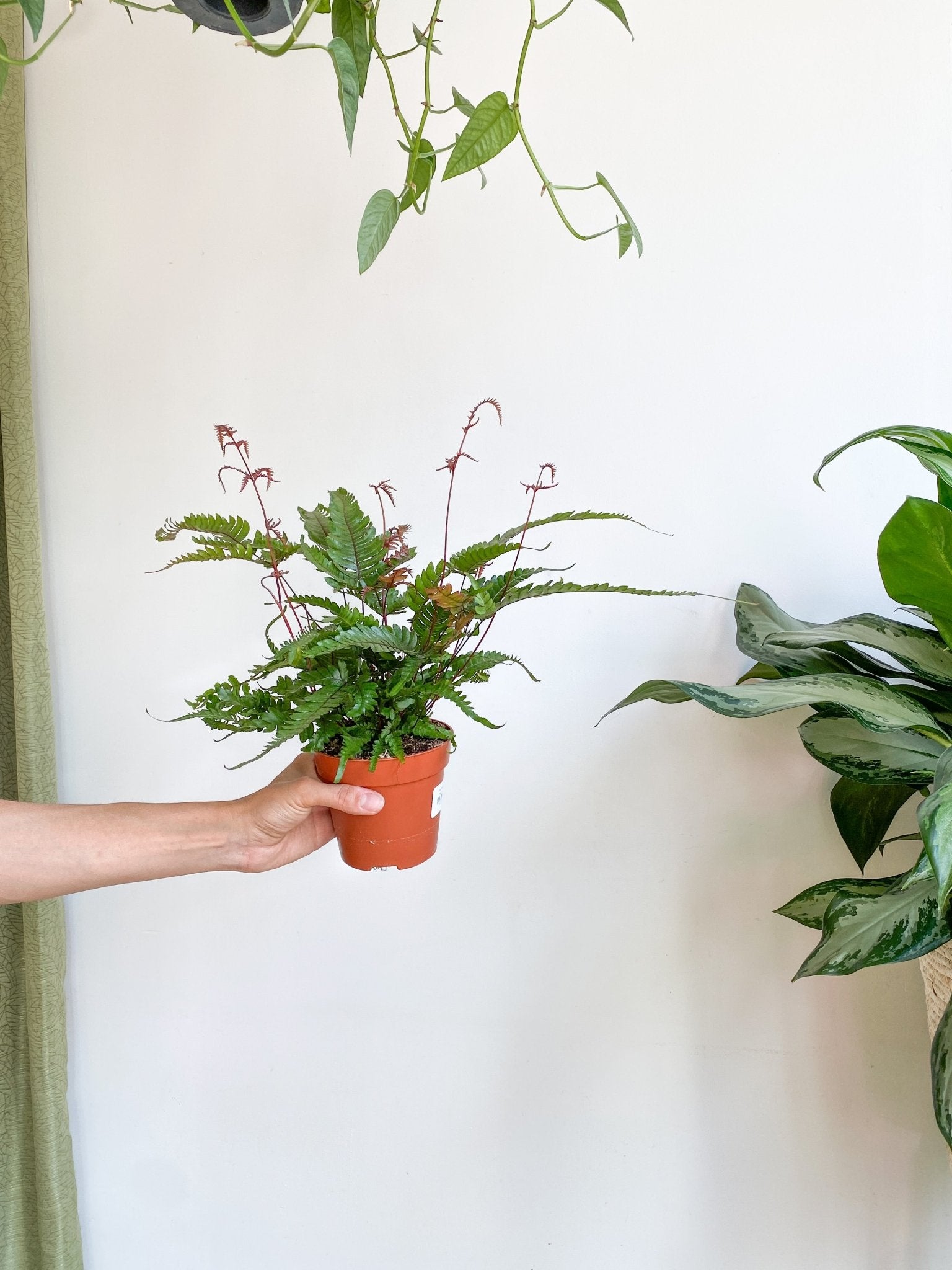 Rita (fougère) - Alma Plantes