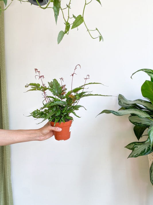 Rita (fougère) - Alma Plantes