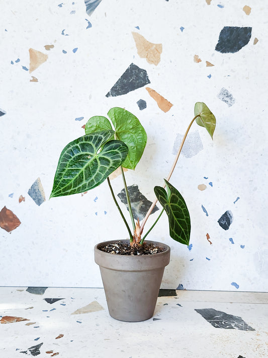 Clarinervium (Anthurium)
