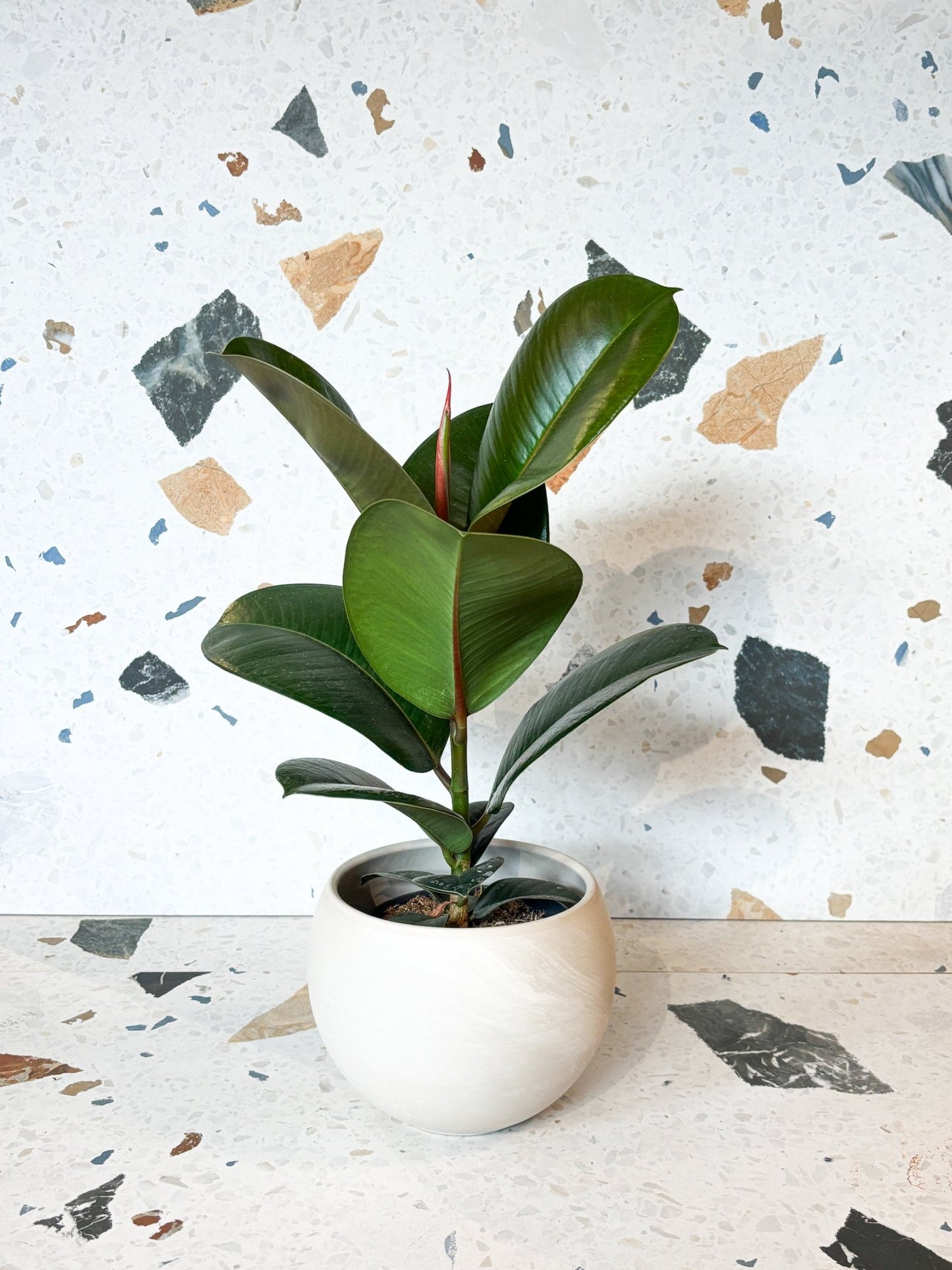 Robert (Ficus) - Alma Plantes