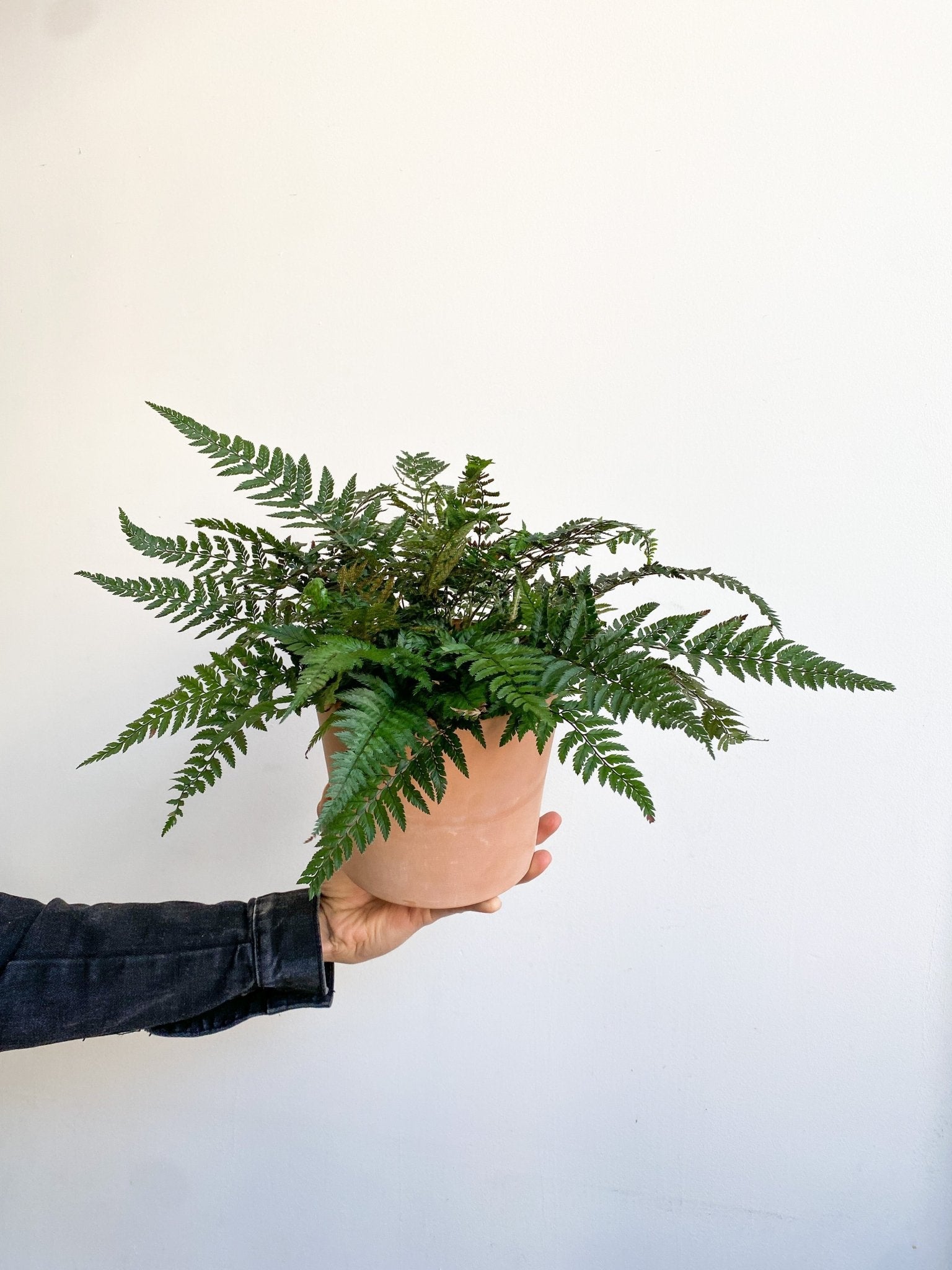 Rocky (fougère) - Alma Plantes