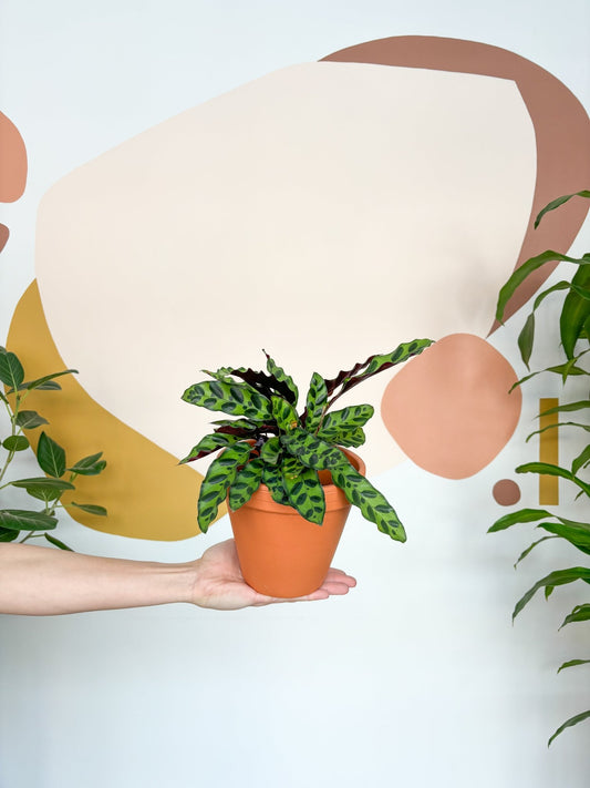 Ron (Calathea) - Alma Plantes