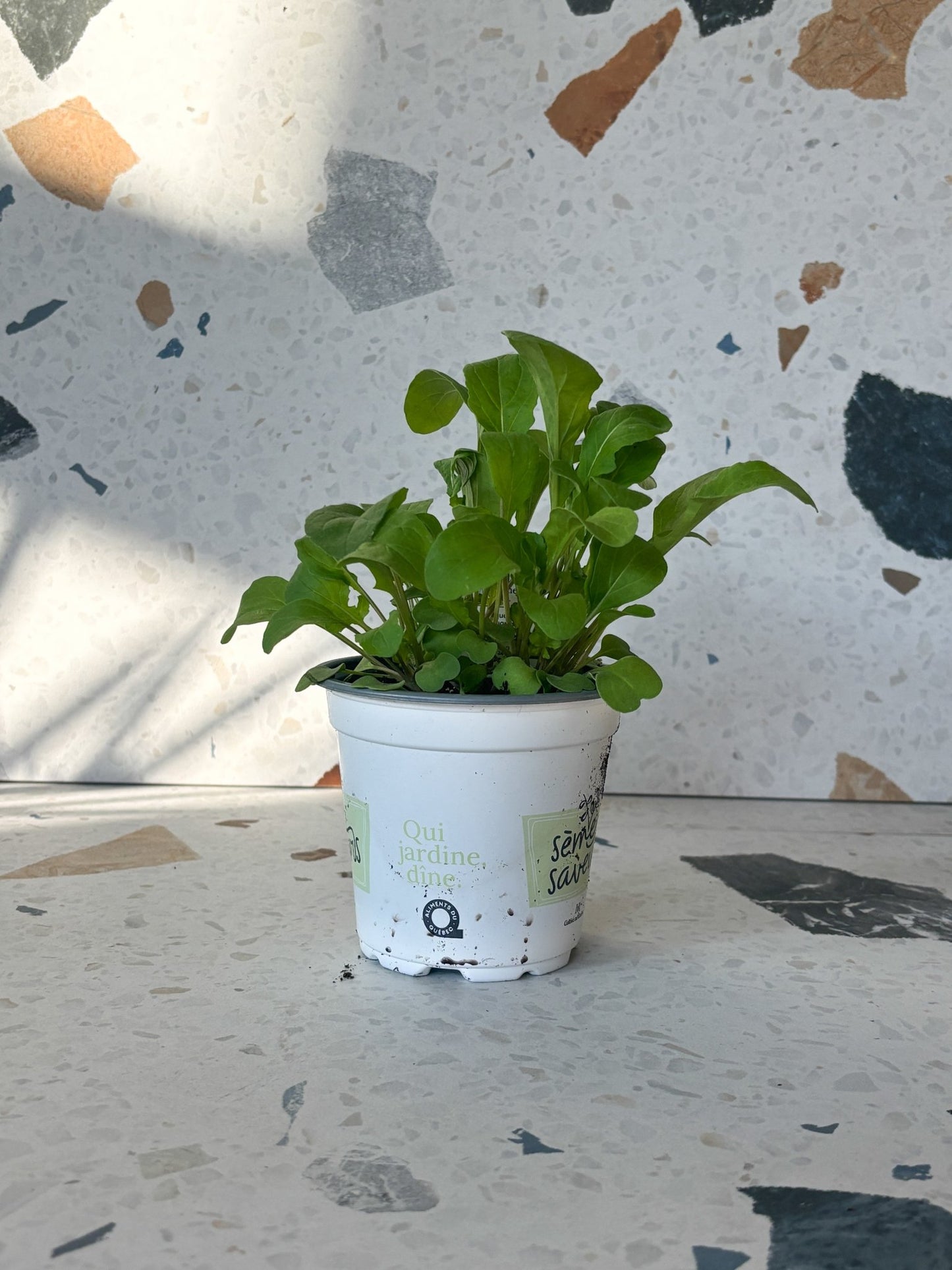 Roquette - Alma Plantes