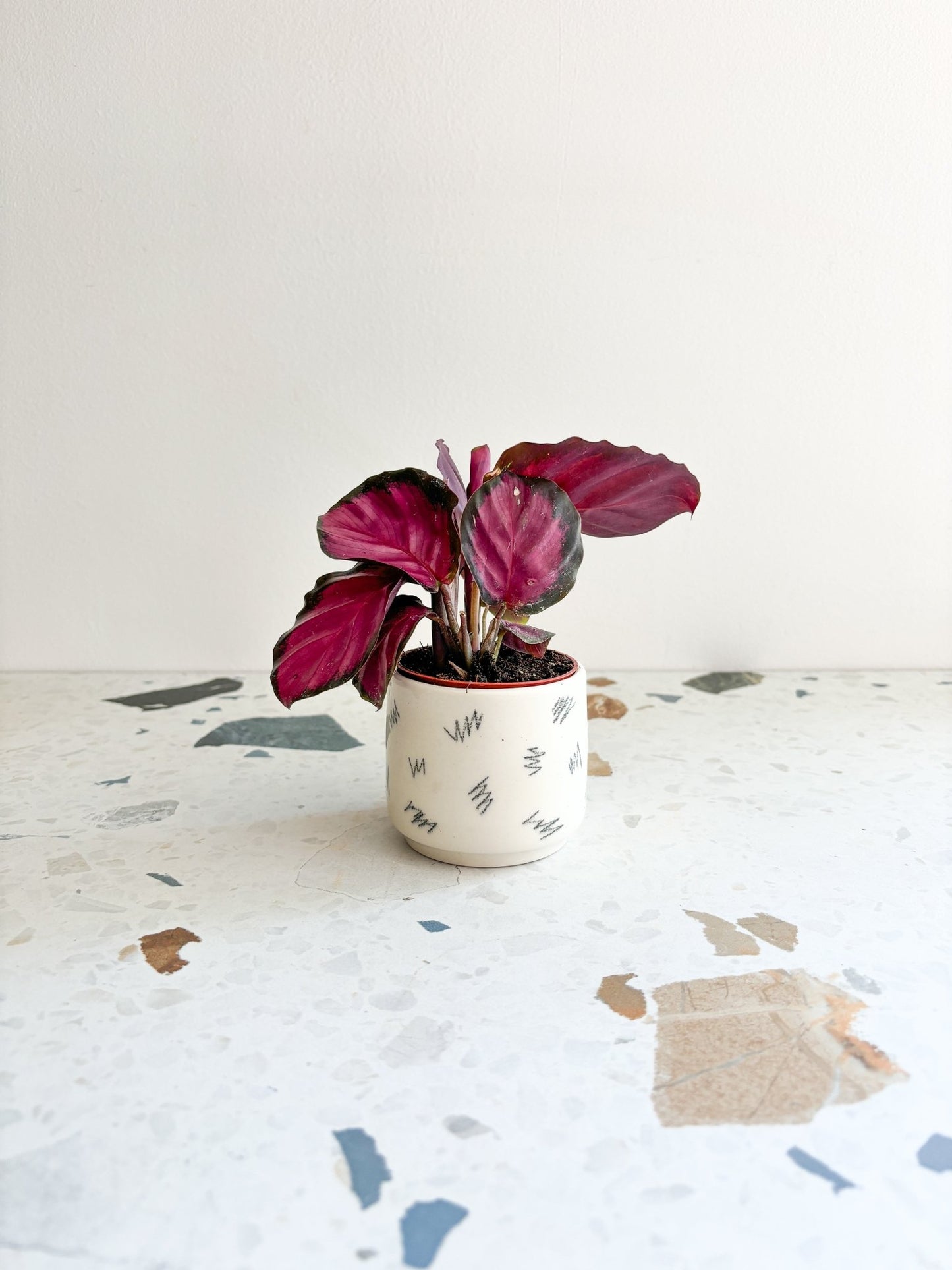 Roseanne (Calathea) - Alma Plantes