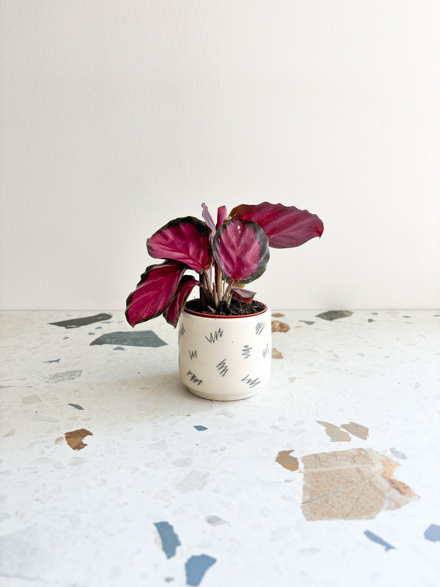 Roseanne (Calathea) - Alma Plantes