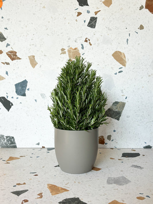 Rosemarie (Romarin) - Alma Plantes