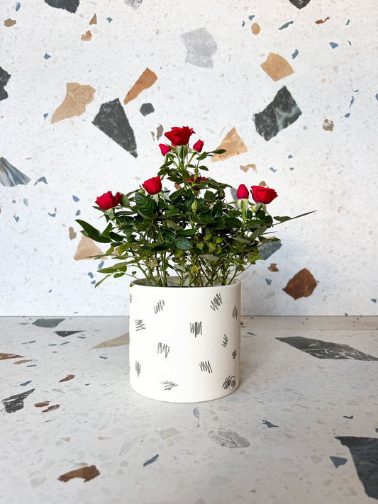 Rosie (mini rosier) - Alma Plantes