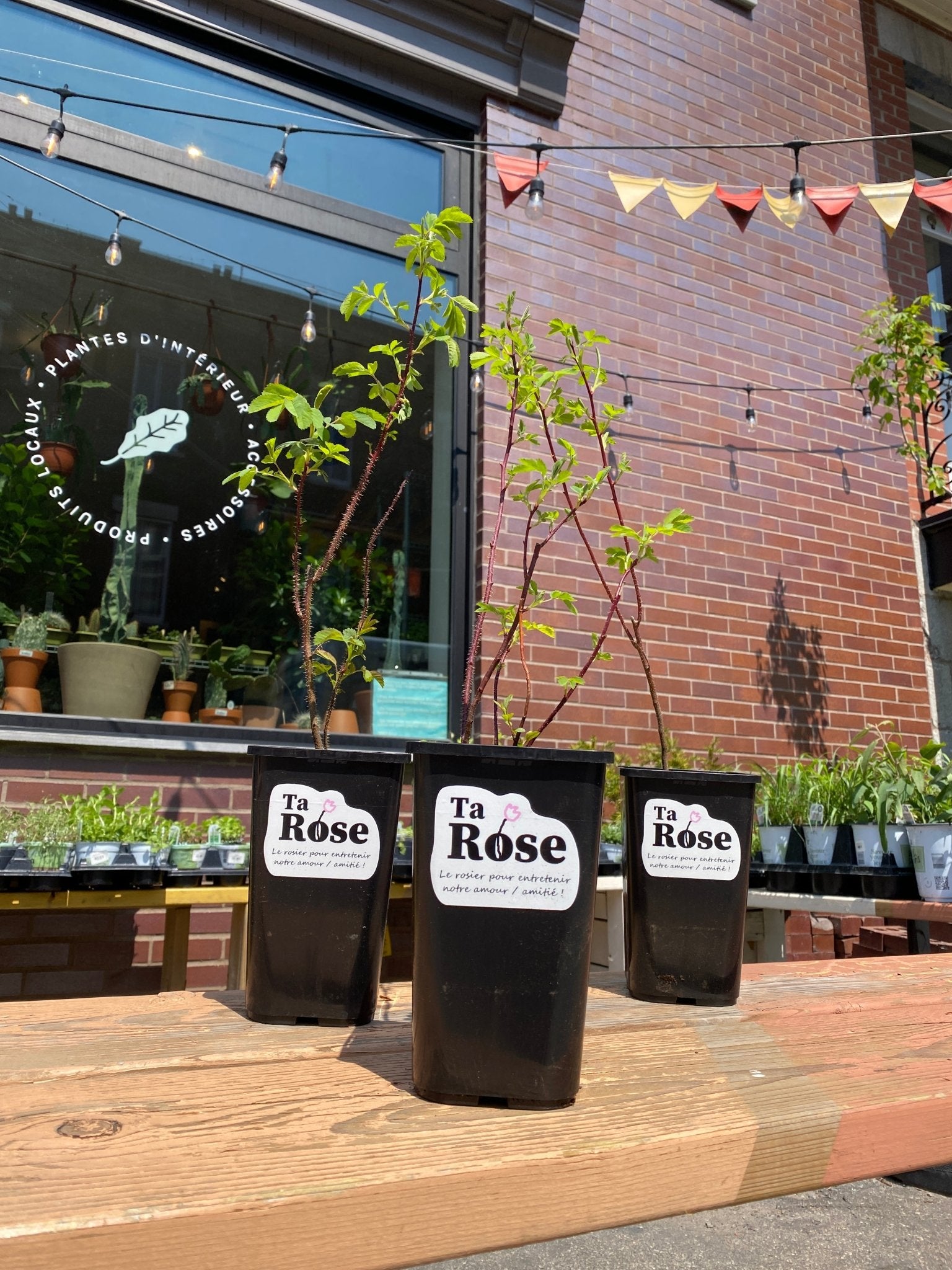 Rosier du Québec - Alma Plantes