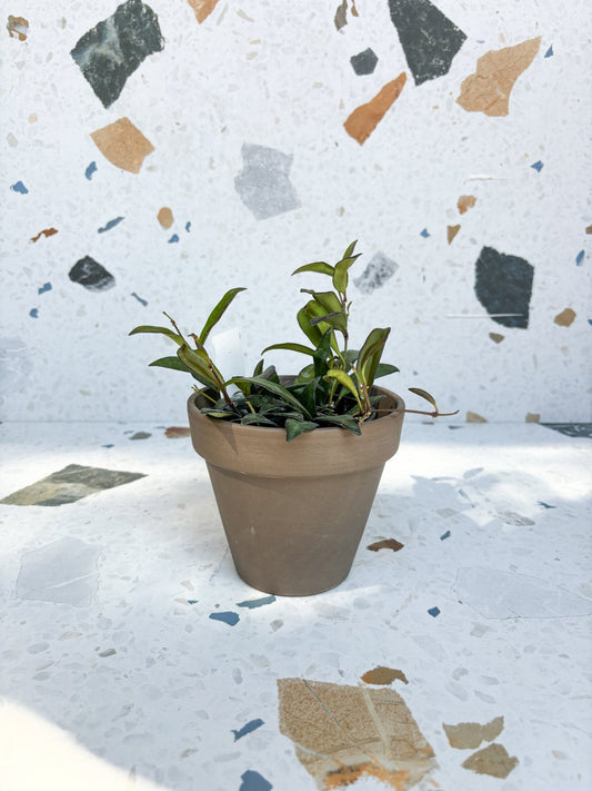 Rosita (Hoya) - Alma Plantes