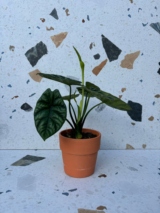 Rumpelstiltskin (Alocasia) - Alma Plantes