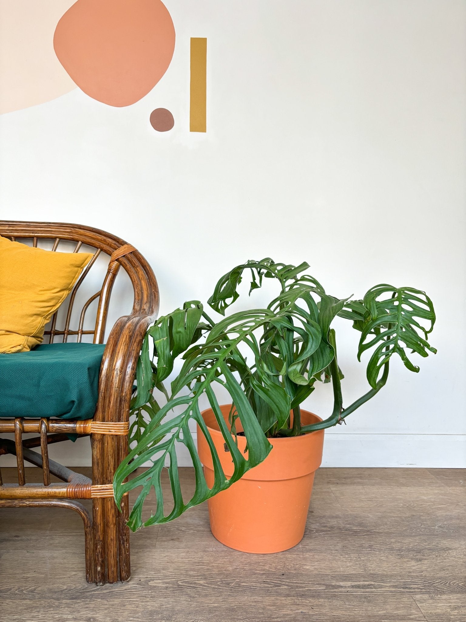 Samuel (Monstera) - Alma Plantes