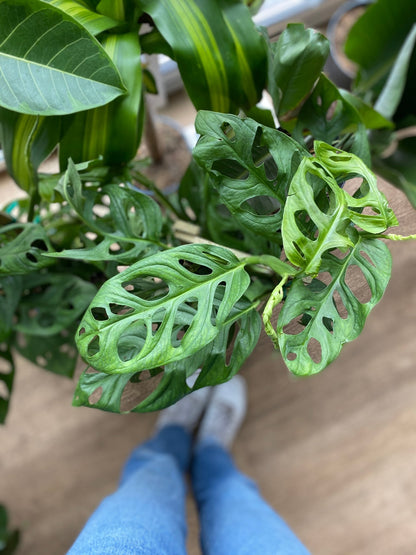 Samuel (Monstera) - Alma Plantes