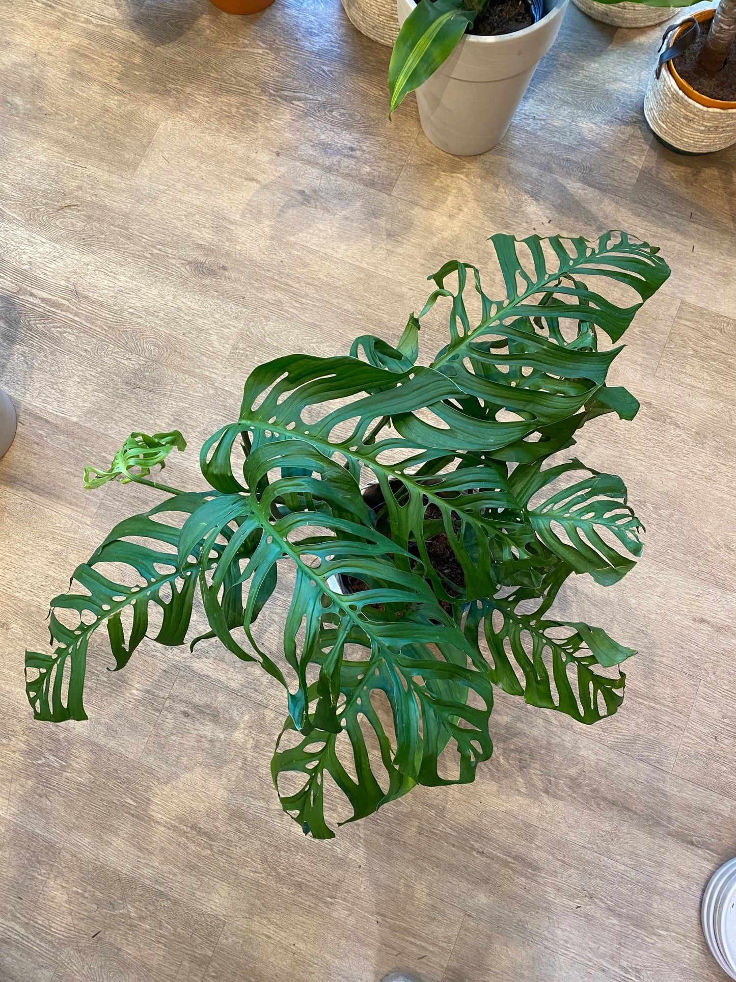 Samuel (Monstera) - Alma Plantes