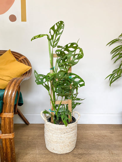 Samuel (Monstera) - Alma Plantes