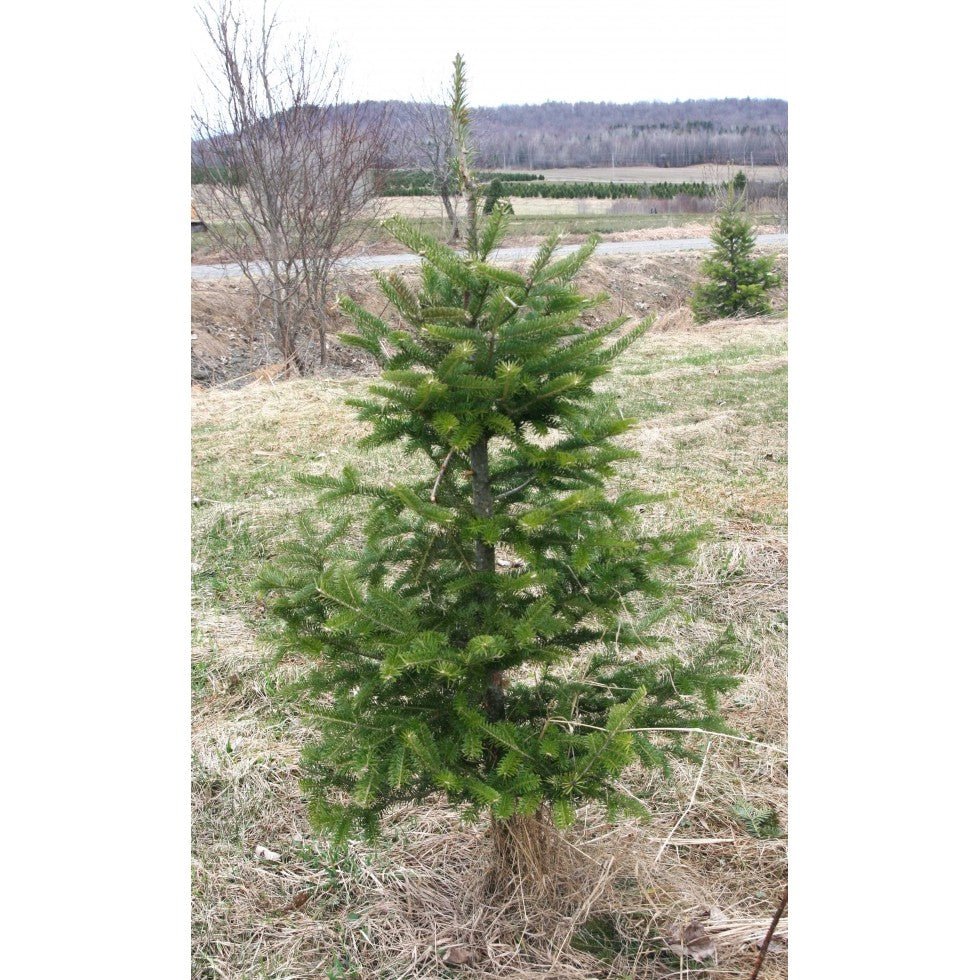 Sapin coupé - déclassé [prévente] - Alma Plantes