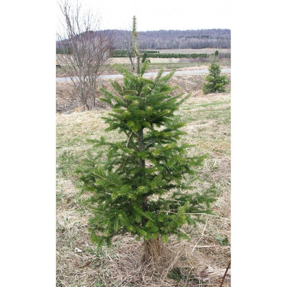 Sapin coupé - déclassé [prévente] - Alma Plantes
