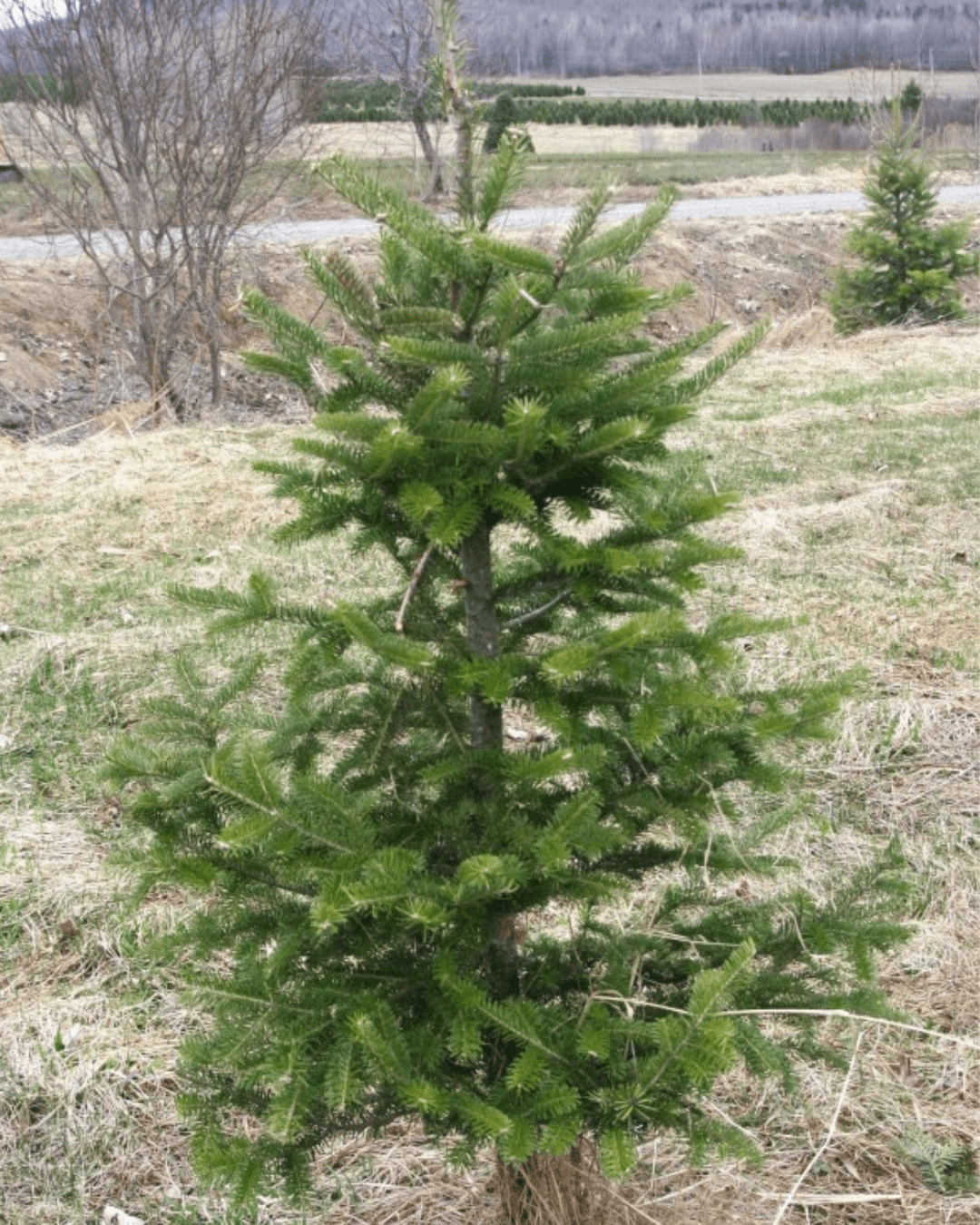 Sapin coupé - déclassé [prévente] - Alma Plantes