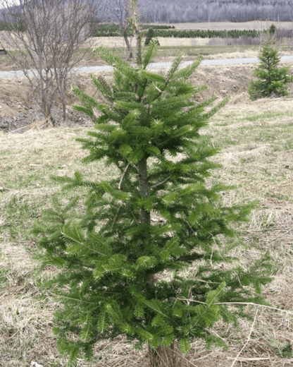 Sapin coupé - déclassé [prévente] - Alma Plantes