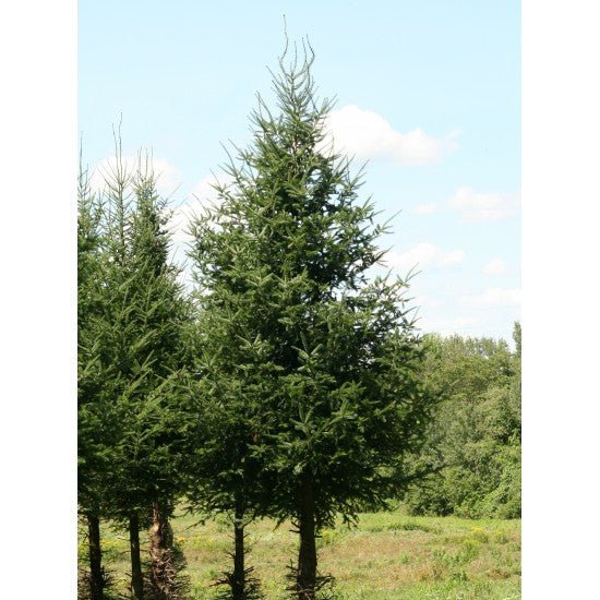 Sapin coupé - déclassé [prévente] - Alma Plantes