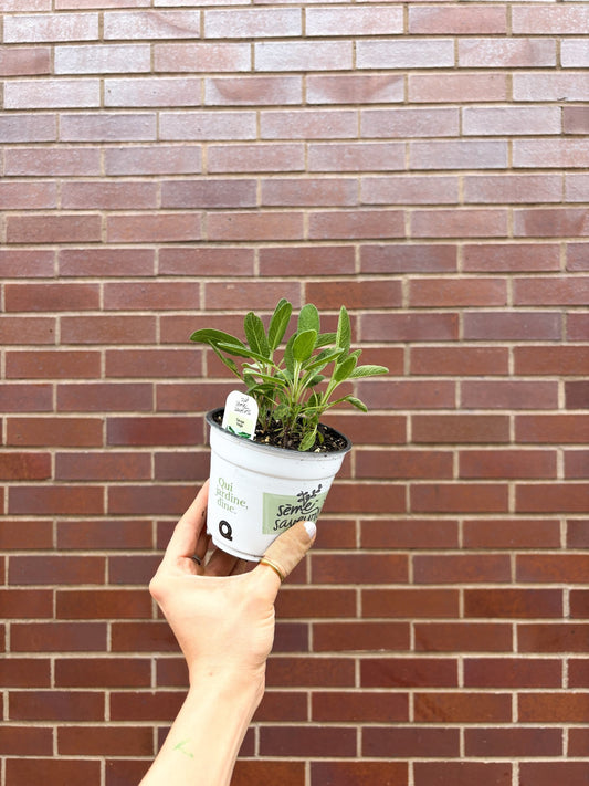 Sauge - Alma Plantes