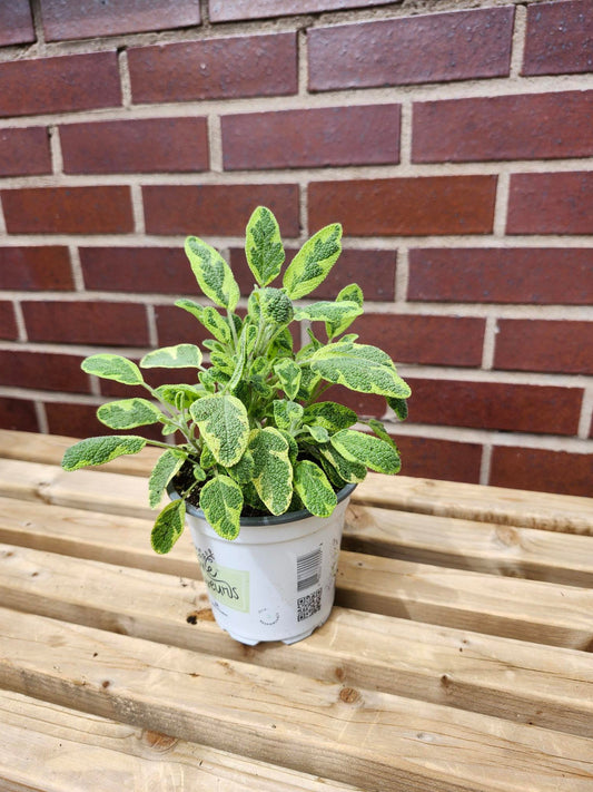 Sauge dorée - Alma Plantes