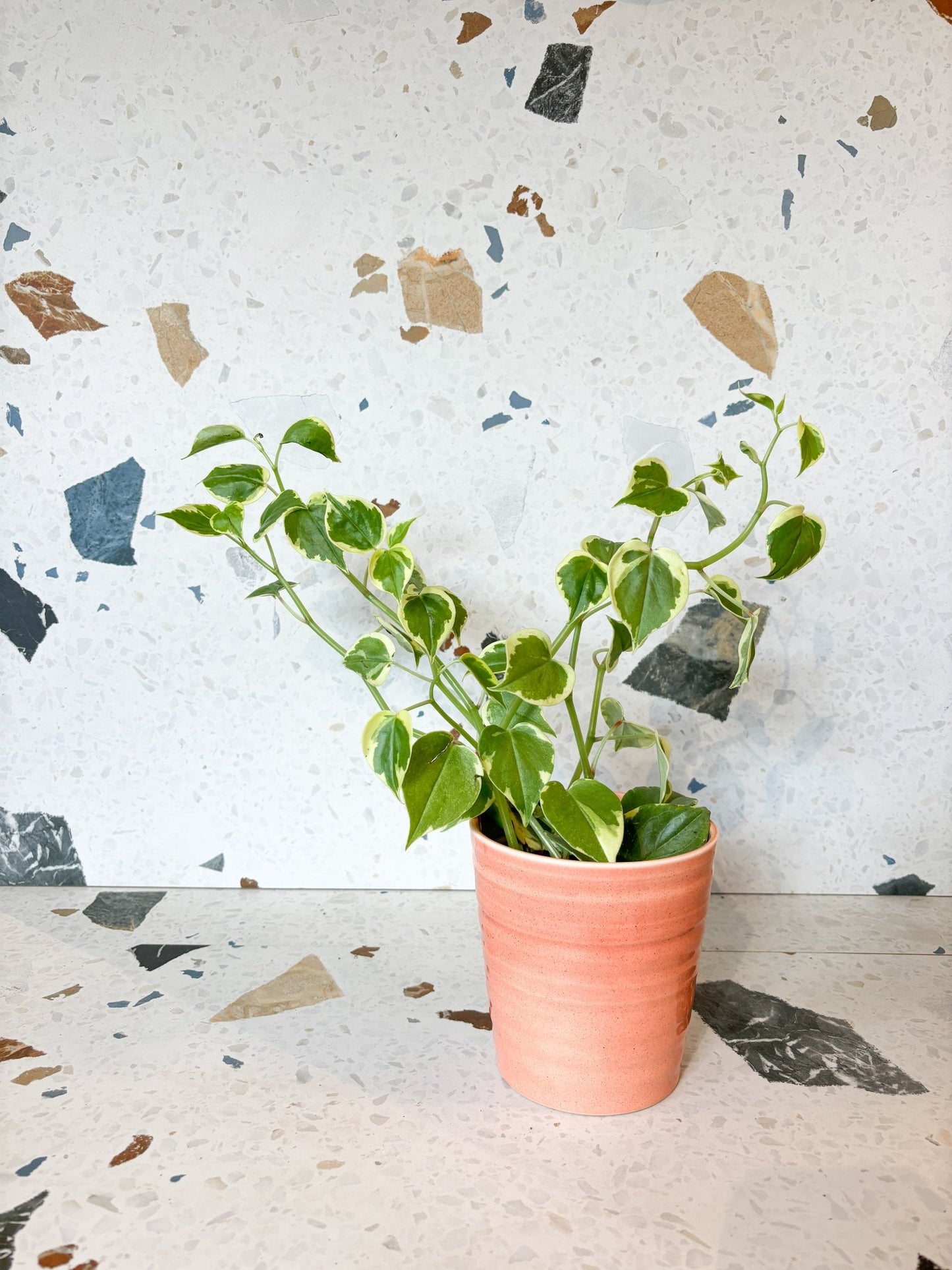 Scandens (Peperomia) - Alma Plantes