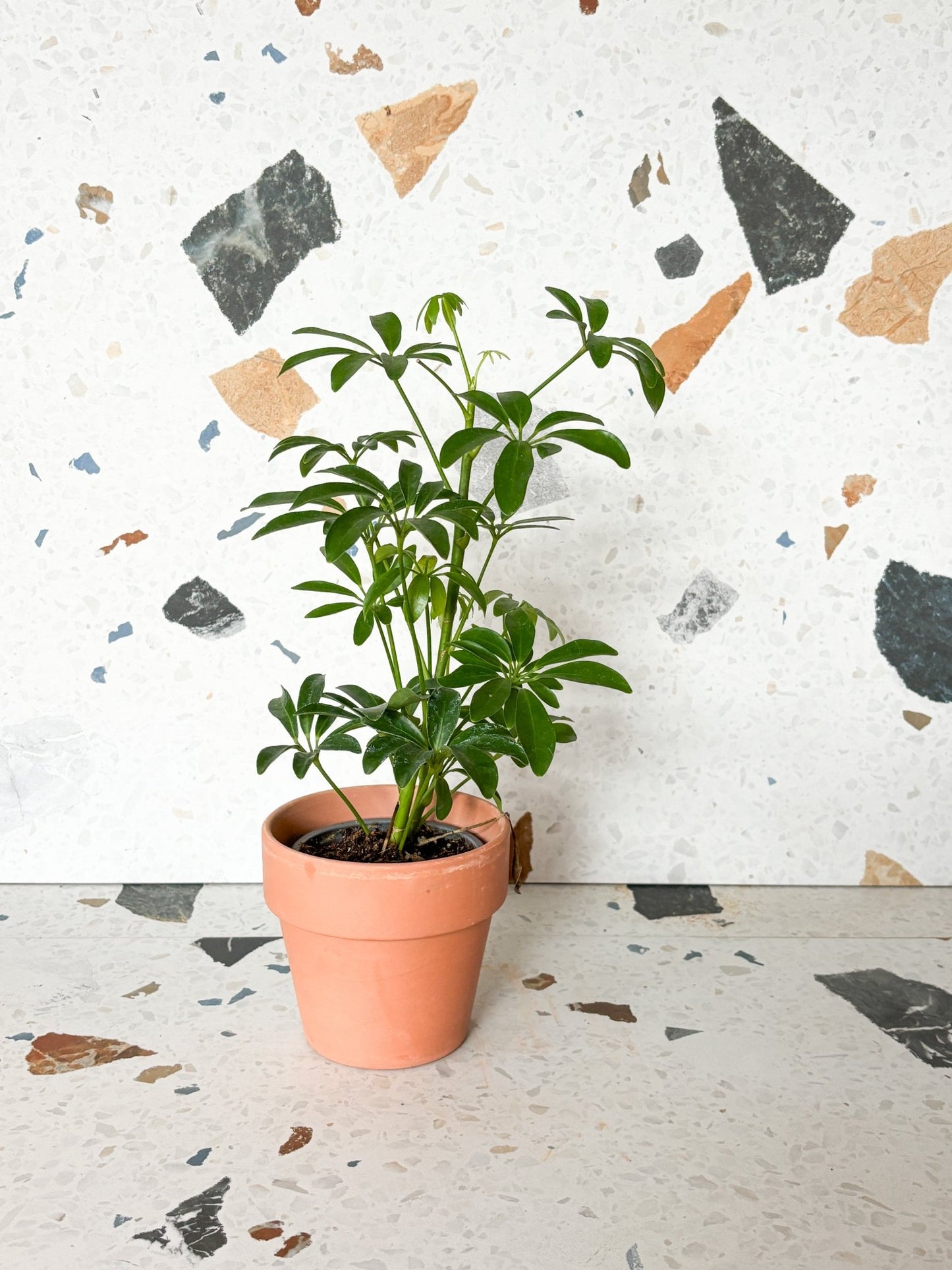 Scott (Schefflera) - Alma Plantes