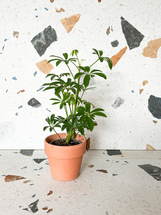 Scott (Schefflera) - Alma Plantes
