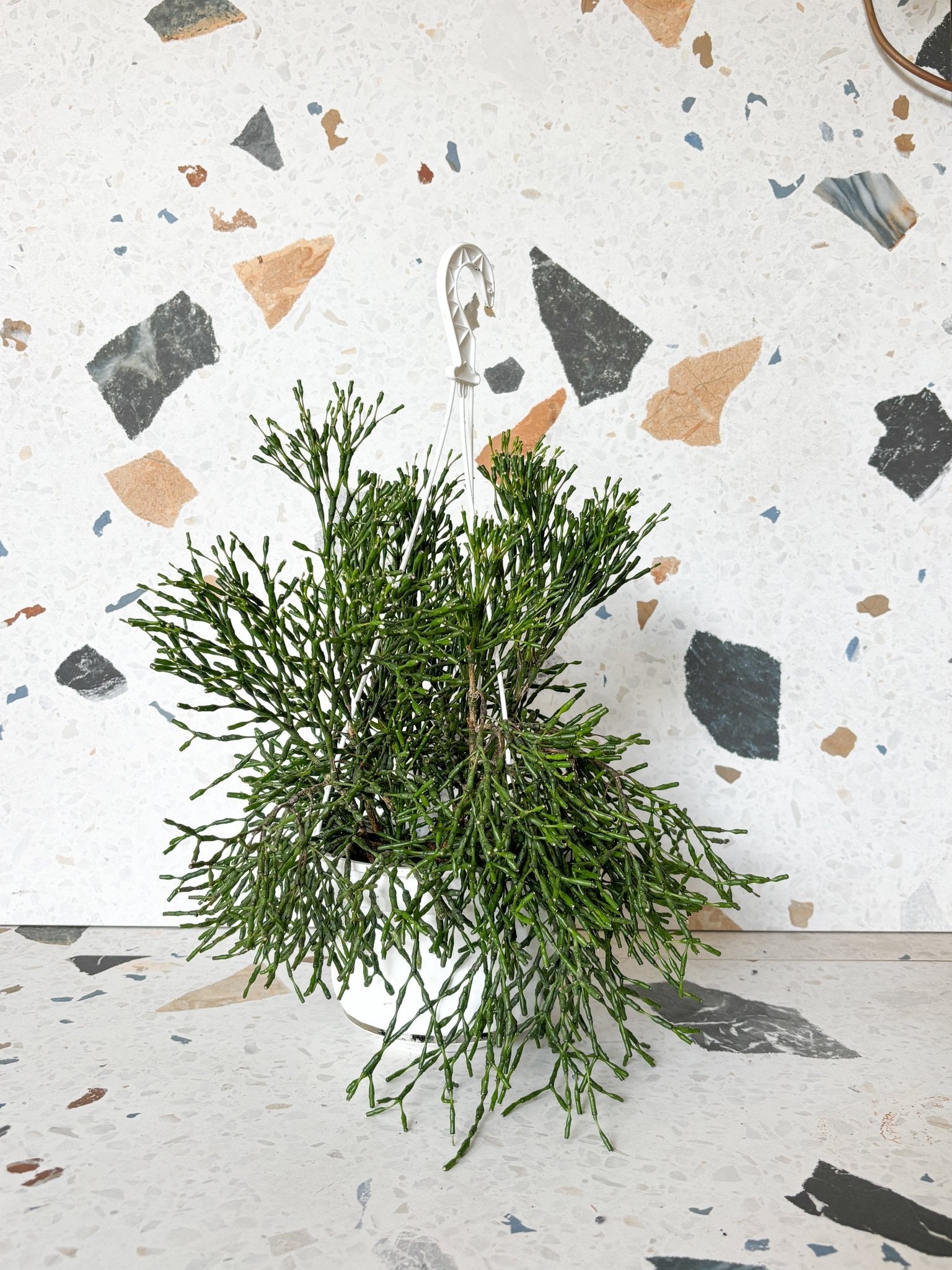 Scula (Rhipsalis) - Alma Plantes