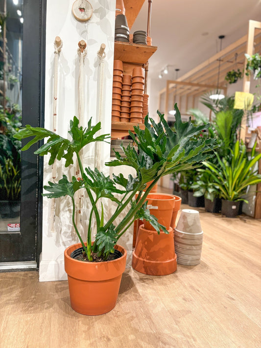 Selloum (Thaumatophyllum) - Alma Plantes