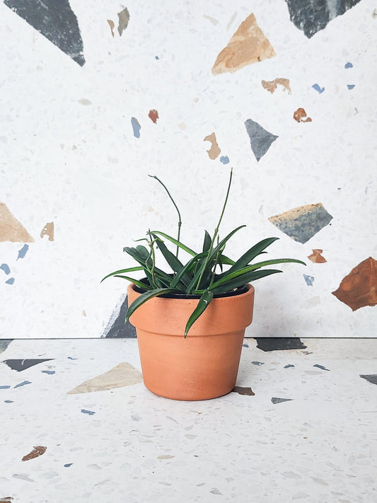 Sheperd (Hoya) - Alma Plantes