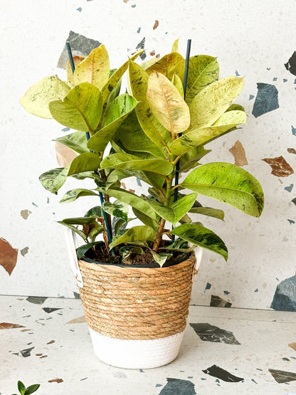 Shivereana (Ficus) - Alma Plantes