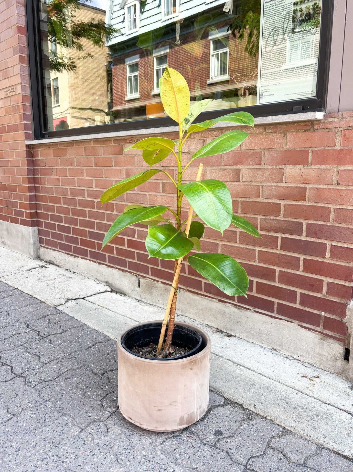 Shivereana (Ficus) - Alma Plantes