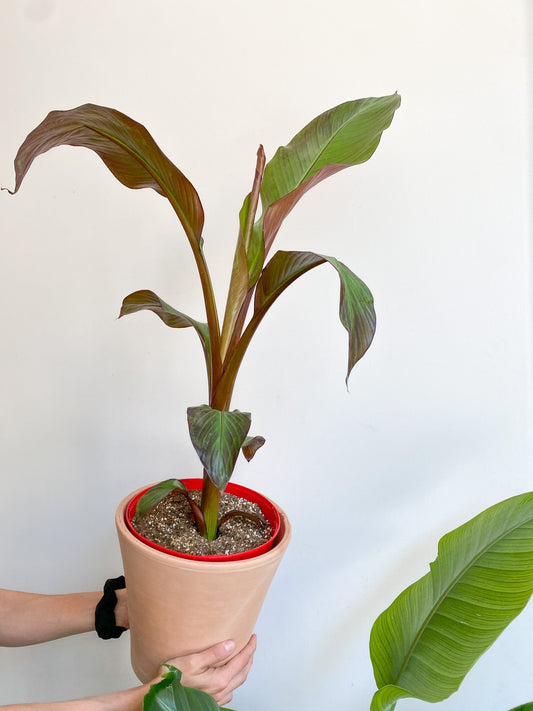 Siam Ruby (Bananier) - Alma Plantes