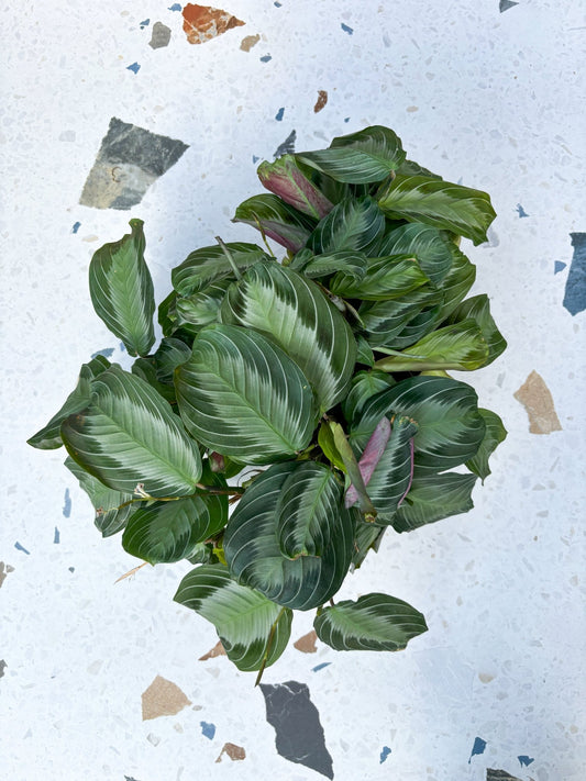 Silver band (Maranta) - Alma Plantes