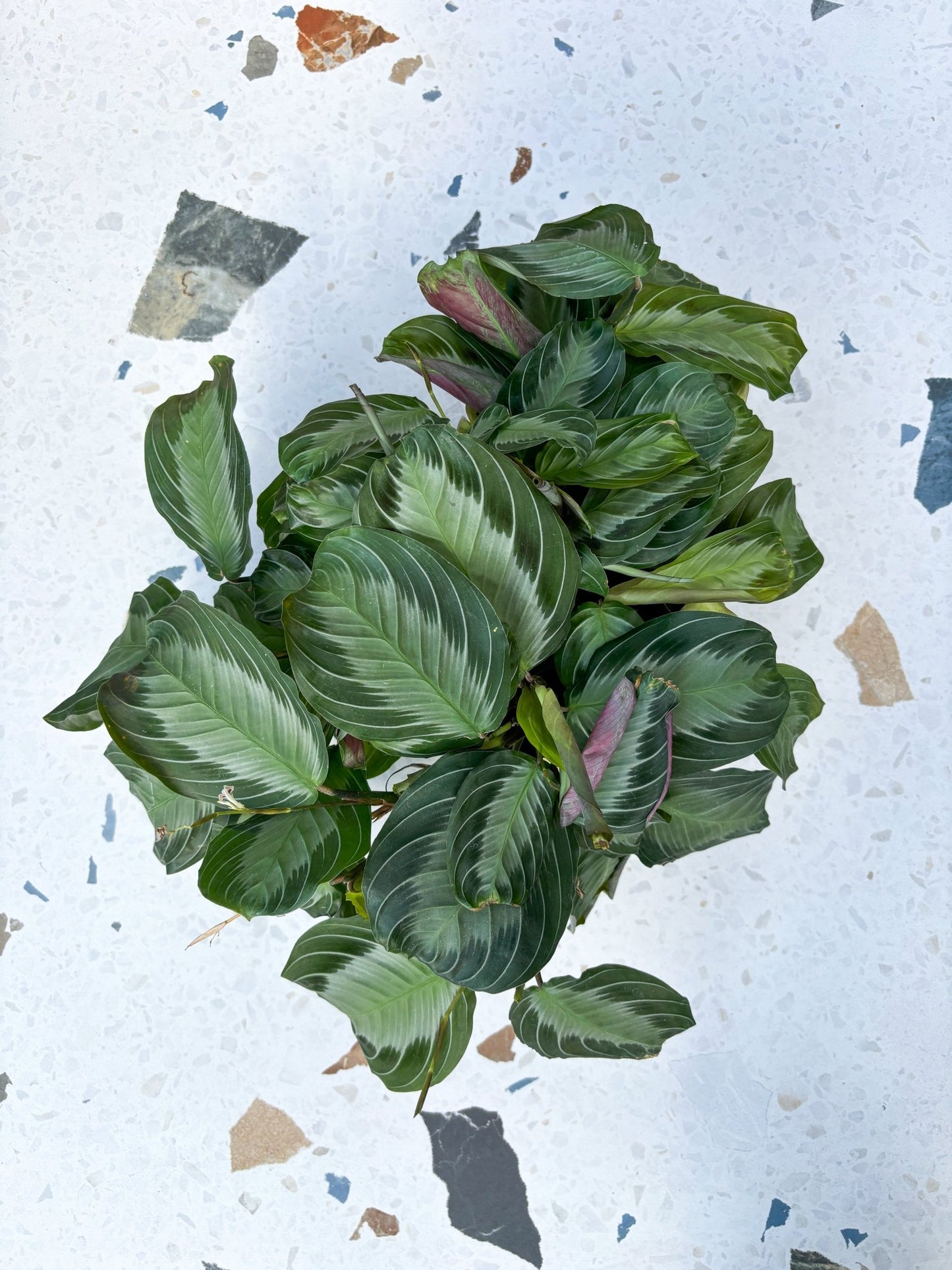 Silver band (Maranta) - Alma Plantes